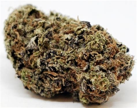 versace weed review|Versace Weed Strain Effects & Reviews .